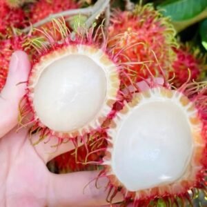 ໝາກງູສົດ – ເນື້ອໜາ ຫວານແຊບ ນ້ຳຫຼາຍ ໝາກໄມ້ເຂດຮ້ອນຕາມລະດູການ